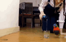 Bottle Water GIF - Bottle Water Parrot GIFs