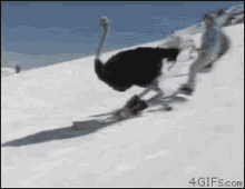 Snow Day Skiing GIF - Snow Day Skiing Ostrich GIFs