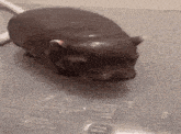 a hippopotamus is crawling on a gray surface with the word e written on it
