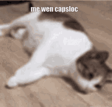 Cat Capsloc GIF - Cat Capsloc Capslock GIFs