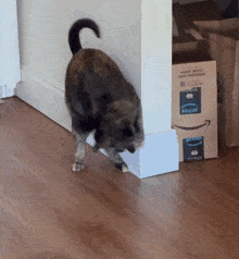 Smidge Cat GIF - Smidge Cat Dancing GIFs