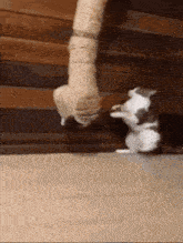 a cat is standing on its hind legs next to another cat on a rope .