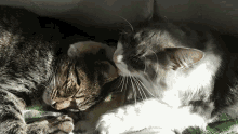 two cats are laying next to each other and one is licking the other 's nose