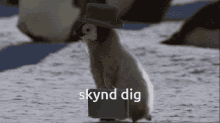 Skynd Dig Penguin GIF - Skynd Dig Penguin Suitcase GIFs