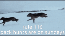 wolf rule 116 rules rule wolf pack