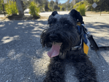 a small black dog with its tongue hanging out