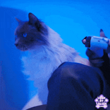 a cat with blue eyes is sitting next to a person holding a video game controller and a sign that says look at lolita