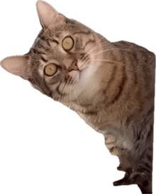 a close up of a cat looking at the camera with a white background