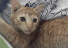 Tupsss Ginger Cat GIF - Tupsss Ginger Cat Angry Cat GIFs