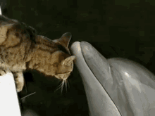 Come Here And Kiss Me GIF - Animals Cat Dolphin GIFs