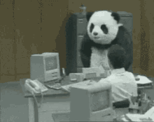 panda angry