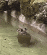 Paragwontbms Capybara GIF - Paragwontbms Capybara GIFs