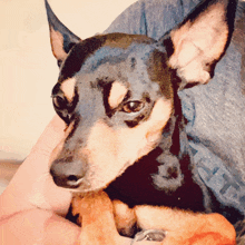 Minature Pinscher Cute Dog GIF