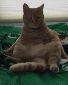 Fat Cat GIF