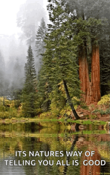 Lake Tree GIF