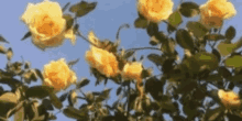 Flo Flower Yellow Discord GIF