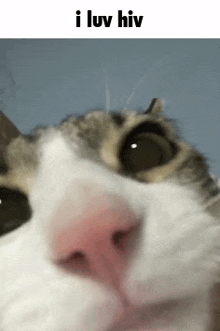 a close up of a cat 's face with the words `` i luv hiv '' written below it .