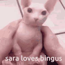 Sara Loves GIF - Sara Loves Bingus GIFs