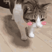 Cat Blush GIF - Cat Blush GIFs