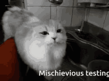 Mischievous Mischief GIF - Mischievous Mischief Test GIFs