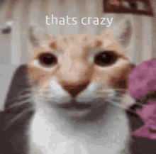 Crazy Cat GIF - Crazy Cat Close Up GIFs