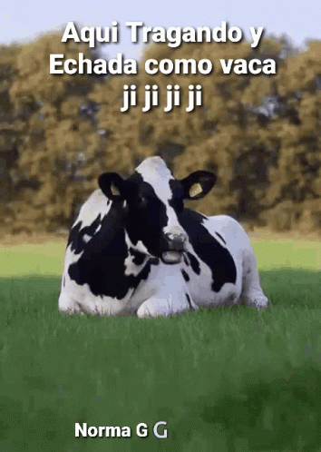 Vaca Echada GIF - Vaca Echada Comiendo - Discover & Share GIFs