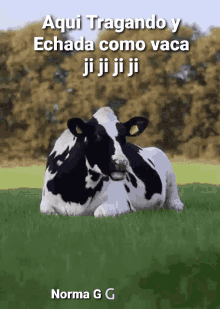 Vaca Echada GIF