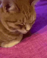 a cat is sleeping on a couch next to a person holding a purse .