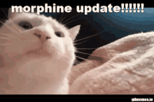 Morphine Update GIF - Morphine Update GIFs
