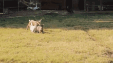 Run Weed Em And Reap GIF - Run Weed Em And Reap Goat GIFs