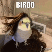 Bird Birdo GIF