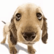 Dogs Pet GIF - Dogs Pet Puppy GIFs