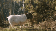 Goat Grazing Bush Eating Grass GIF - Goat Grazing Bush Eating Grass GIFs