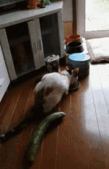 cat kitten cucumber terrified