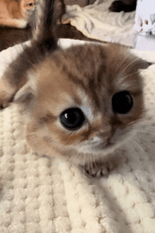 a small brown kitten is laying on a white blanket looking at the camera .