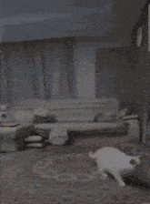 a dog is playing in a living room with a couch and pillows