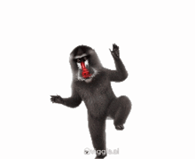 a black monkey with a red face is dancing on a white background .