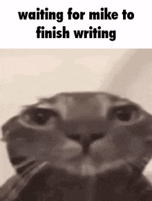 a close up of a cat 's face with a caption that says `` waiting for mike to finish writing '' .