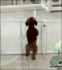 Dogdancing Dance GIF - Dogdancing Dance Excited GIFs