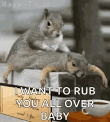 Squirrels Relax GIF