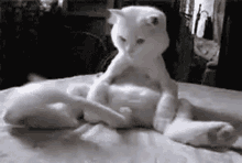 Confinement Cats GIF - Confinement Cats Kittens GIFs