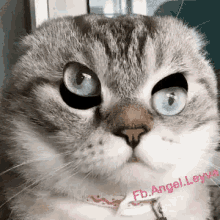 Gato Destreza GIF - Gato Destreza Locura GIFs