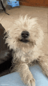 a close up of a dog 's face with the website mgflip.com in the lower right corner