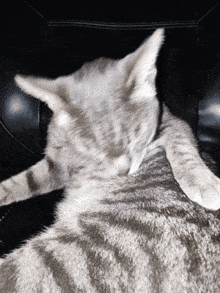 Cat Licking GIF - Cat Licking Lick GIFs