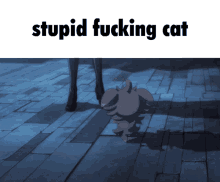 Espurr Stupid GIF - Espurr Stupid Cat GIFs