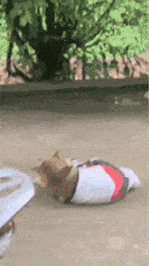 a dog is laying on the ground wearing a white shirt .