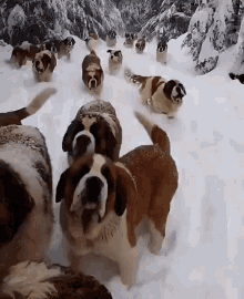 Dogs Doggo GIF - Dogs Doggo Snow GIFs