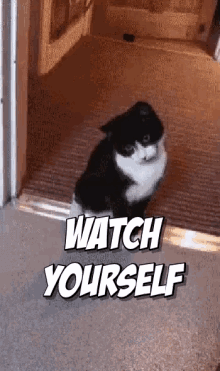 Watch Yourself Kitten Reaction GIF - Watch Yourself Kitten Reaction Scaredy Cat GIFs