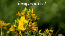 Busy As A Bee Busy GIF - Busy As A Bee Busy Bee GIFs