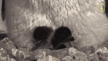 Yawning National Geographic GIF - Yawning National Geographic Adelie Penguin Numbers Have Marched Upward GIFs